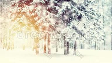 冬天降雪时，森林中美丽的白雪覆盖的树木云杉